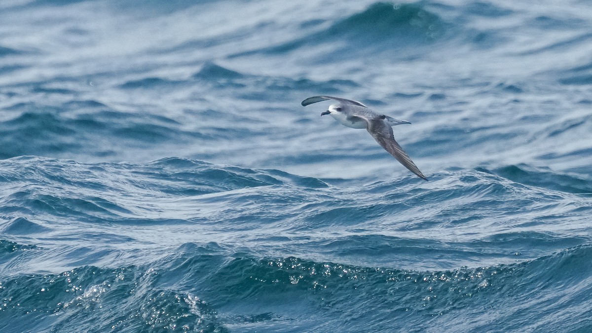 flaggermuspetrell - ML646772035