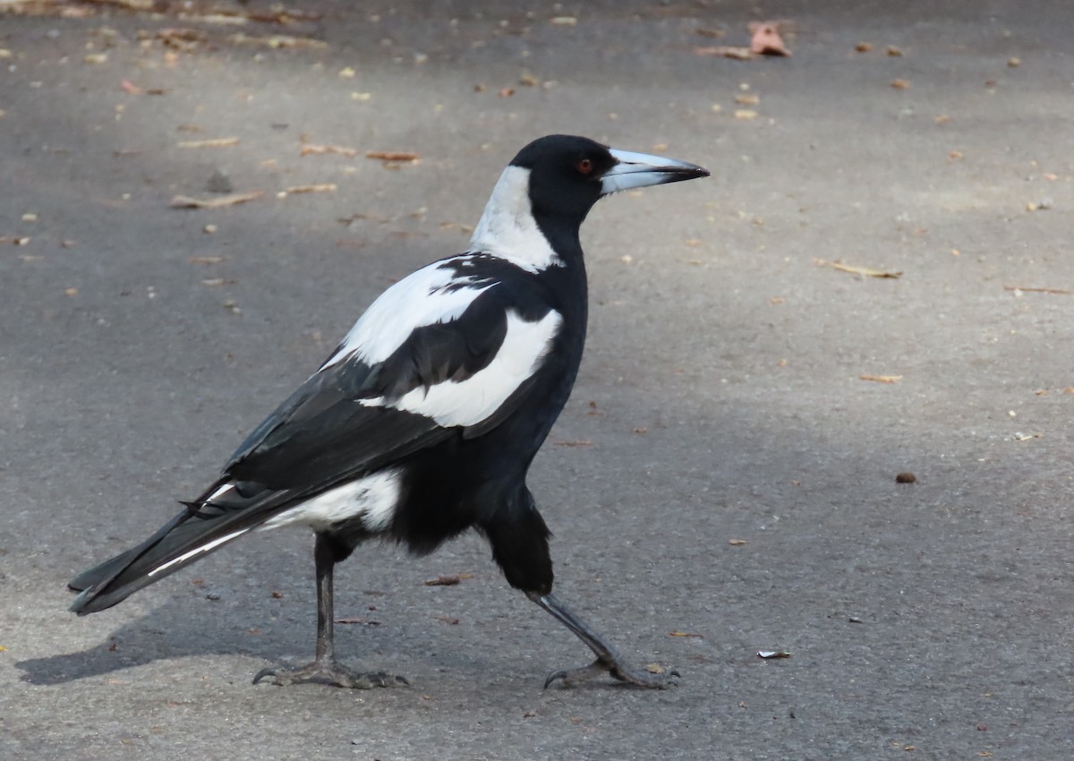 Avustralya Saksağanı - ML646772036