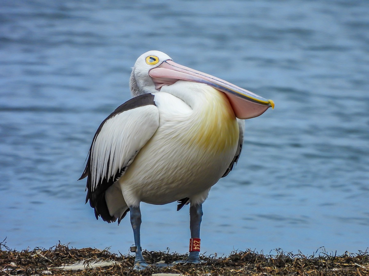Australian Pelican - ML646772037