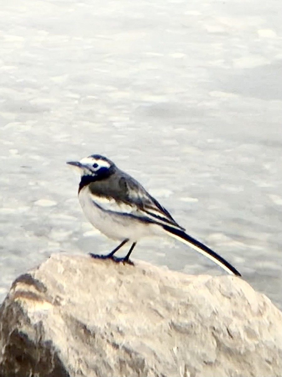 Белая трясогузка - ML646772038