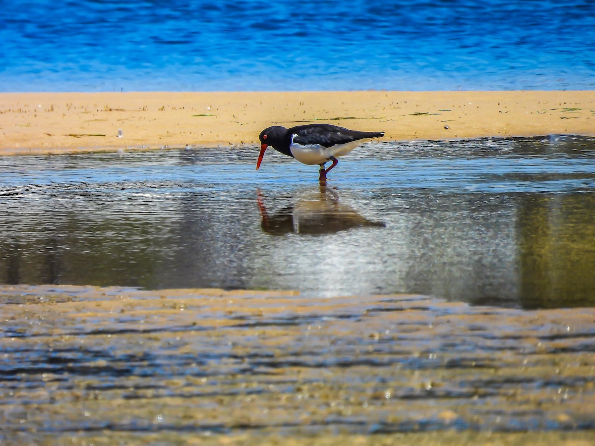 Pied Oystercatcher - ML646772039