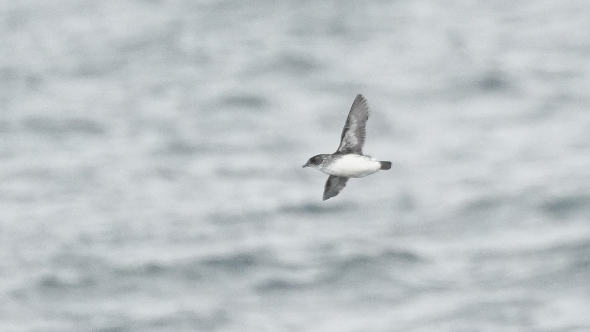 smalnebbdykkpetrell - ML646772040