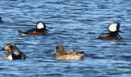 Serreta Capuchona - ML646772044