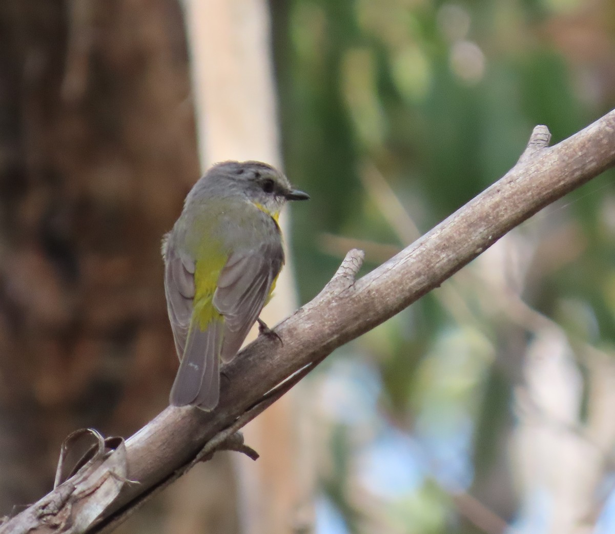 Doğulu Sarı Bülbül - ML646772046