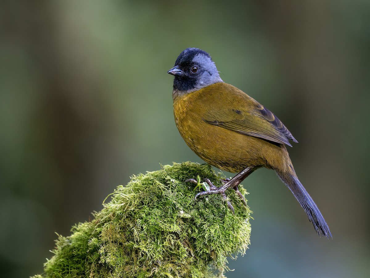 Large-footed Finch - ML646772048
