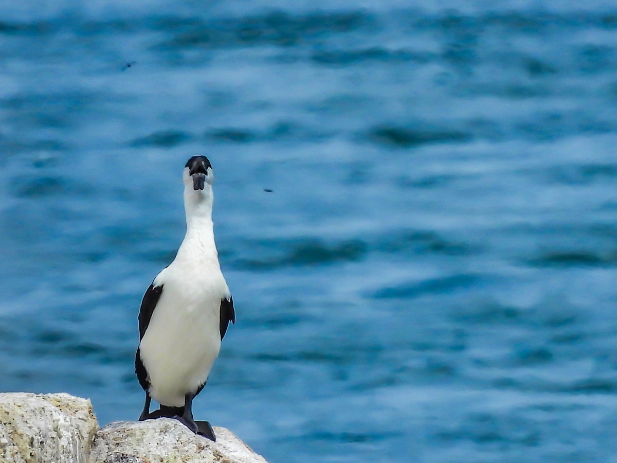 Black-faced Cormorant - ML646772051