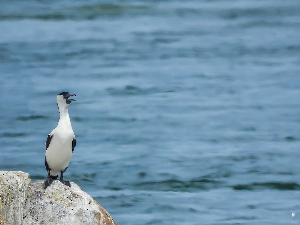 Black-faced Cormorant - ML646772052