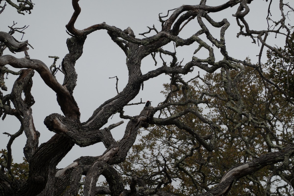 Гіла чорновола - ML646772054