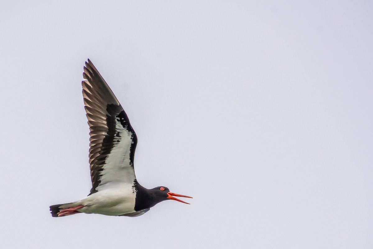 Pied Oystercatcher - ML646772056