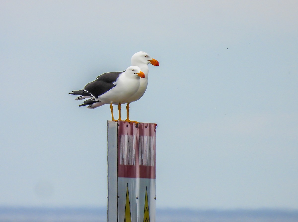 Pacific Gull - ML646772059