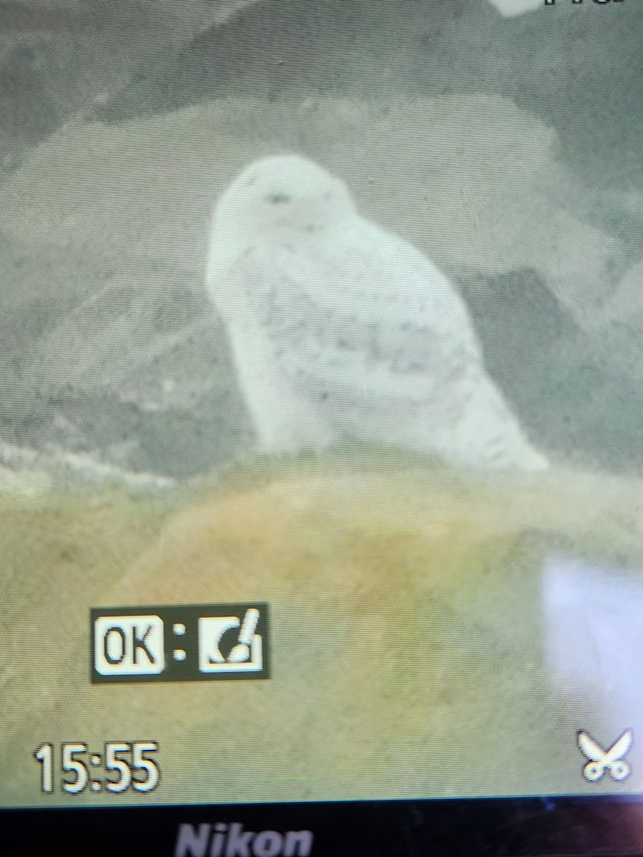 Snowy Owl - ML646772061