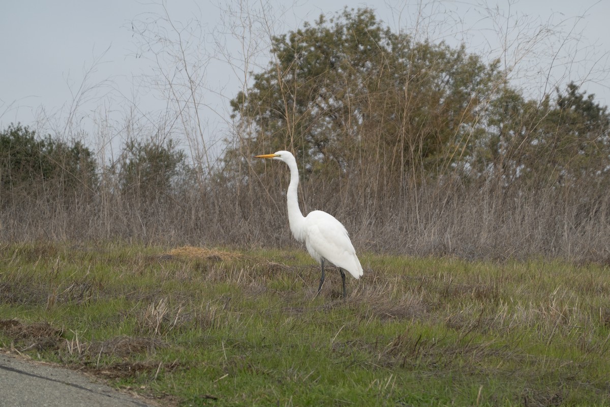 Чапля велика - ML646772063