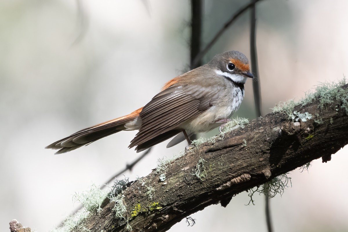 Australian Rufous Fantail - ML646772065
