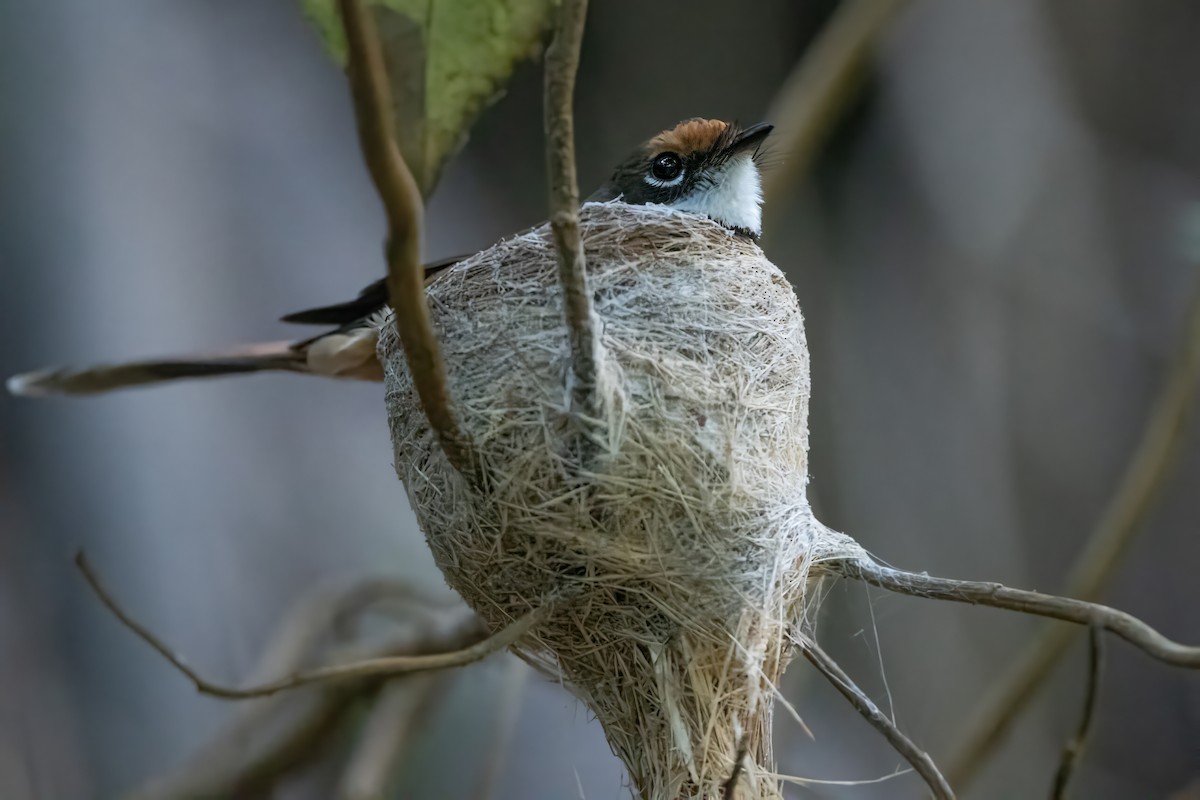Australian Rufous Fantail - ML646772066