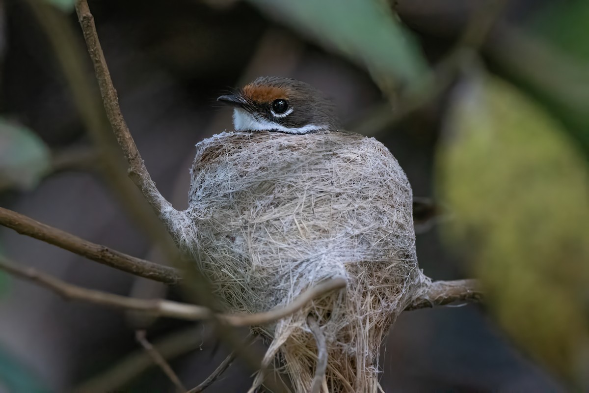 Australian Rufous Fantail - ML646772067