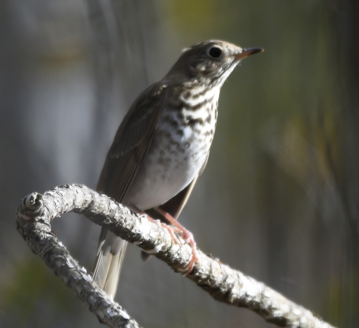 Hermit Thrush - ML646772068
