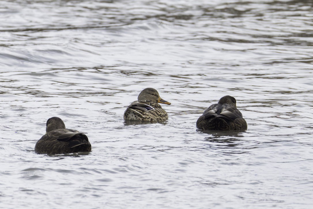 rødfotand - ML646772069