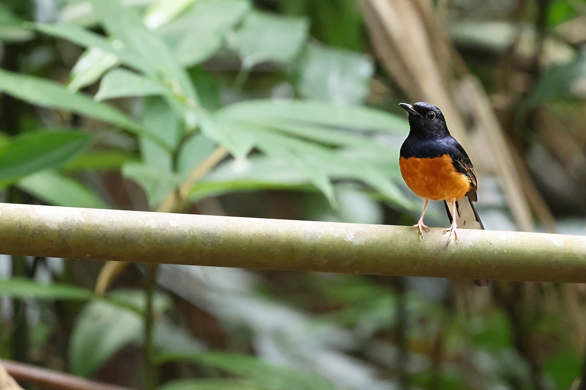 arieshama (malabaricus gr.) - ML646772070