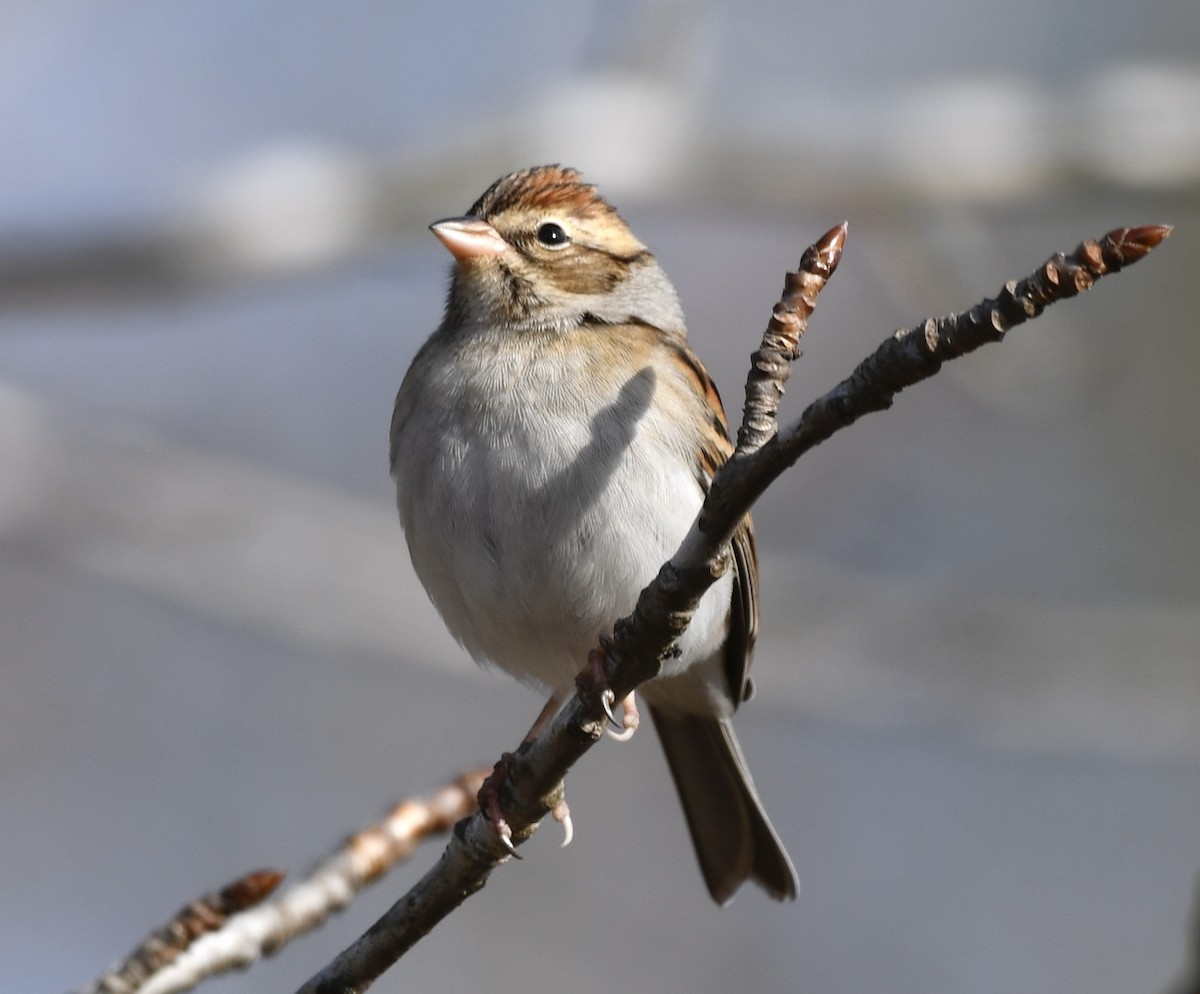 Chipping Sparrow - ML646772073