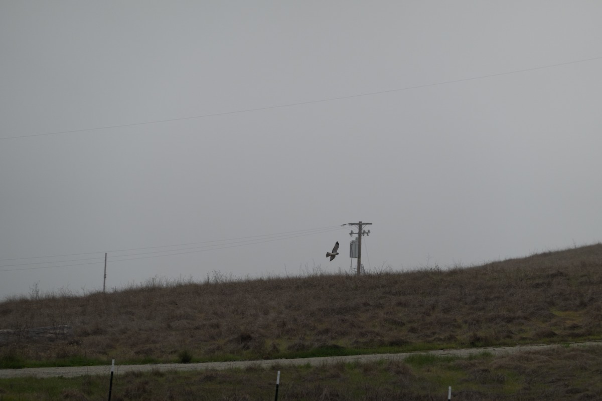 アメリカハイイロチュウヒ - ML646772074