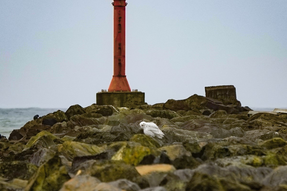 Snowy Owl - ML646772076