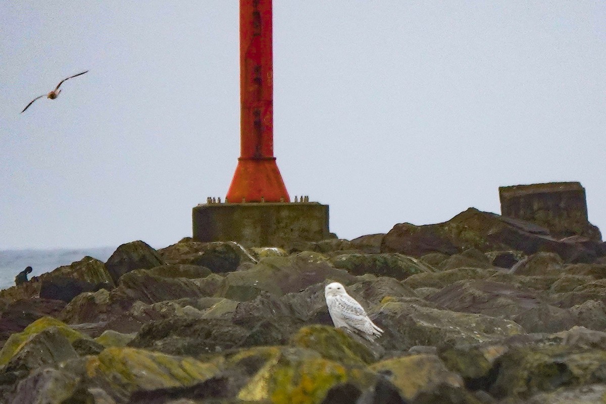 Snowy Owl - ML646772077