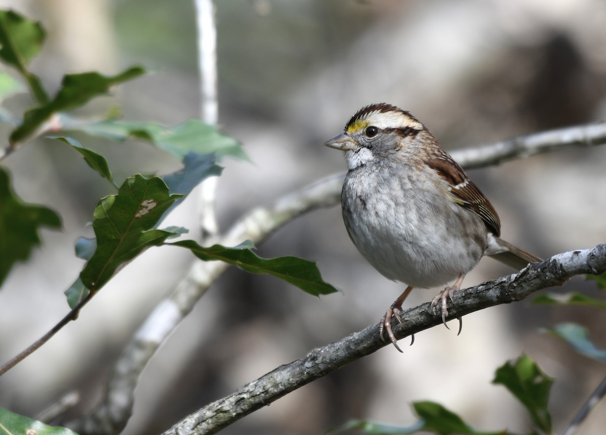 White-throated Sparrow - ML646772080