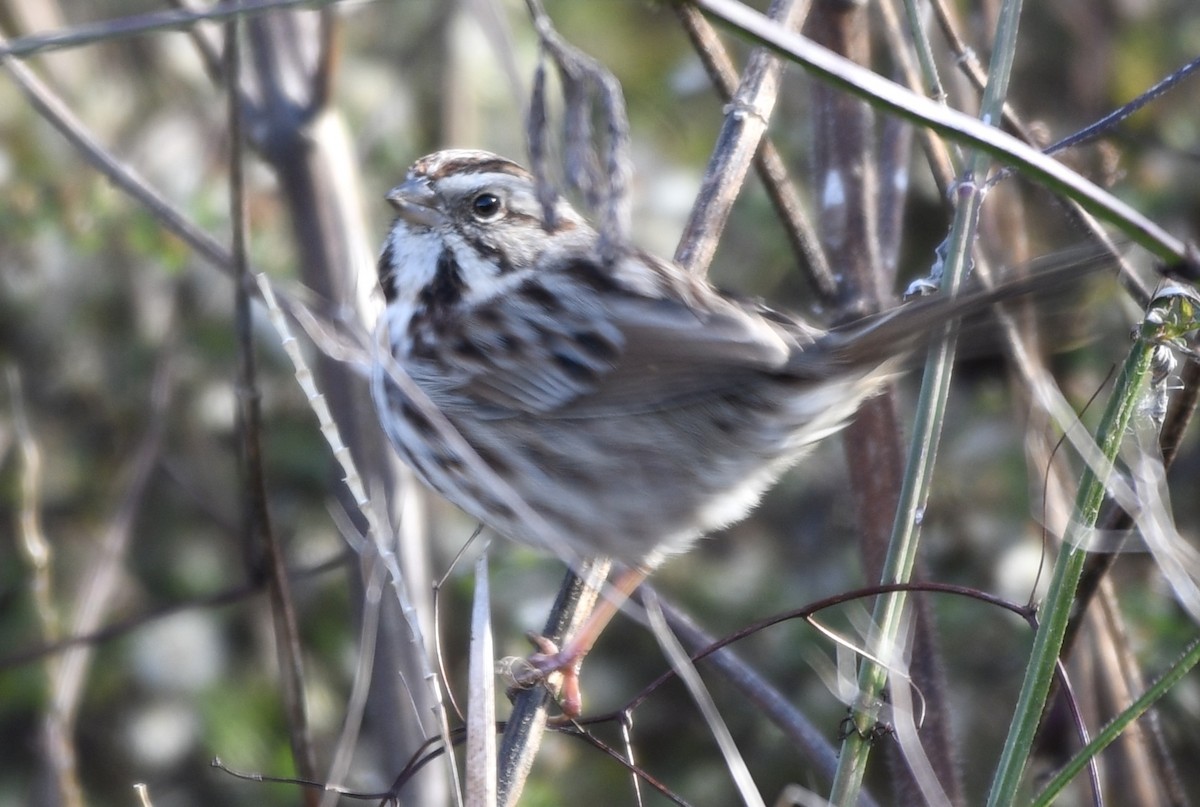 Song Sparrow - ML646772088