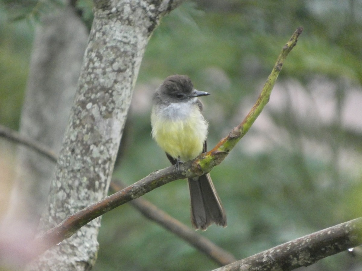Short-crested Flycatcher - ML646772093