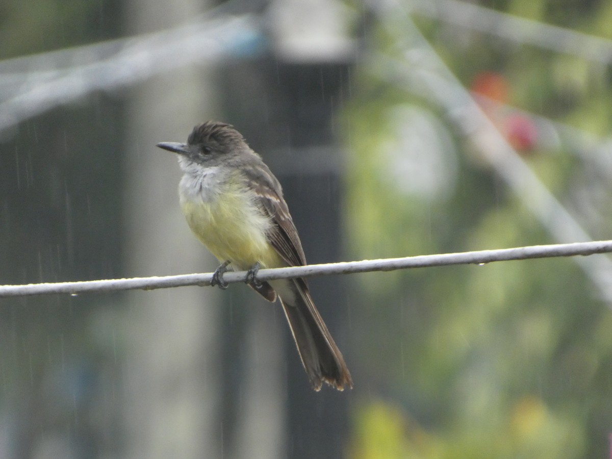Short-crested Flycatcher - ML646772094