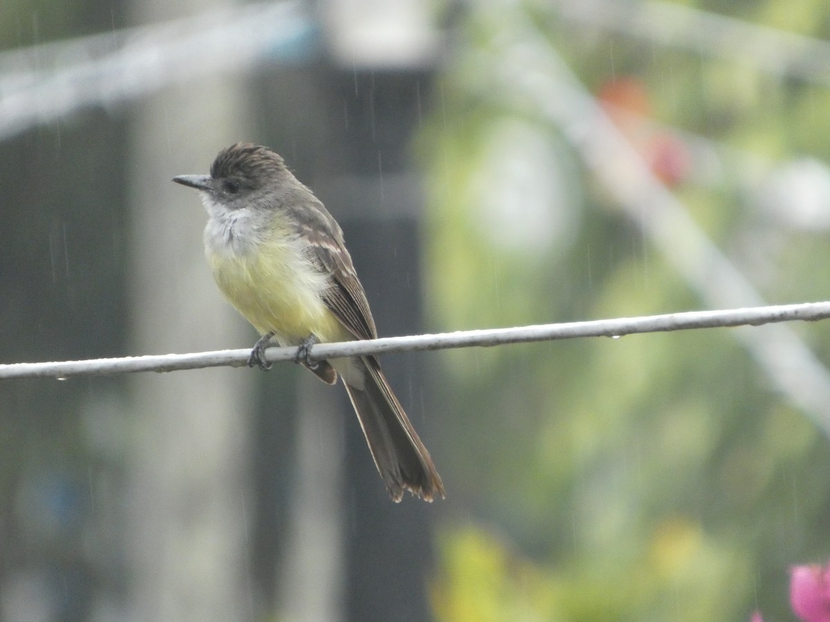 Short-crested Flycatcher - ML646772096