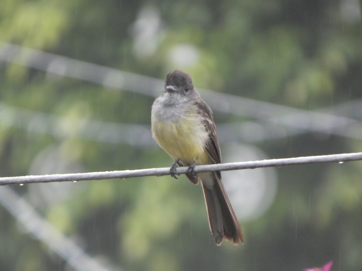 Short-crested Flycatcher - ML646772097