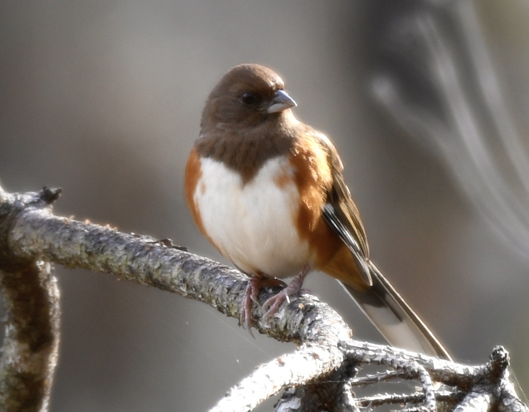 Eastern Towhee - ML646772098