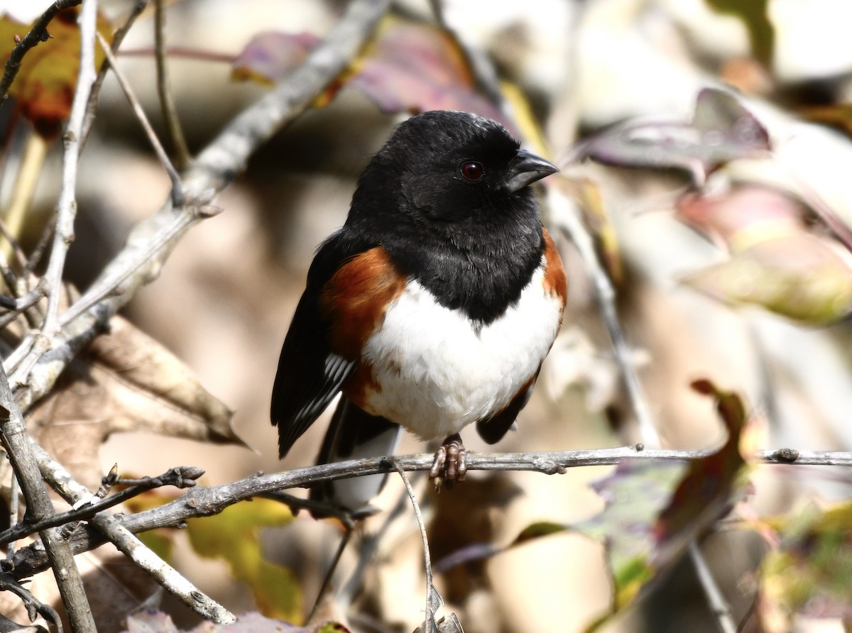 Eastern Towhee - ML646772099