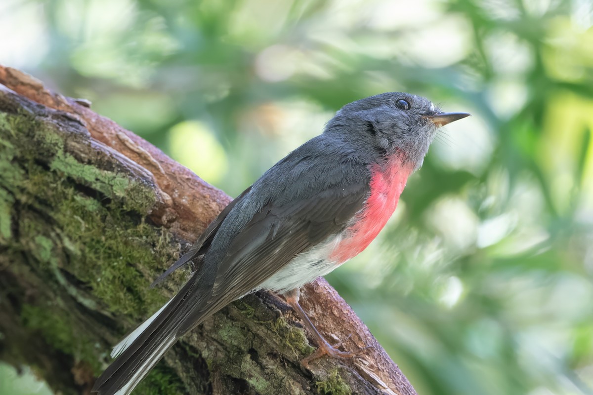 Rose Robin - ML646772101