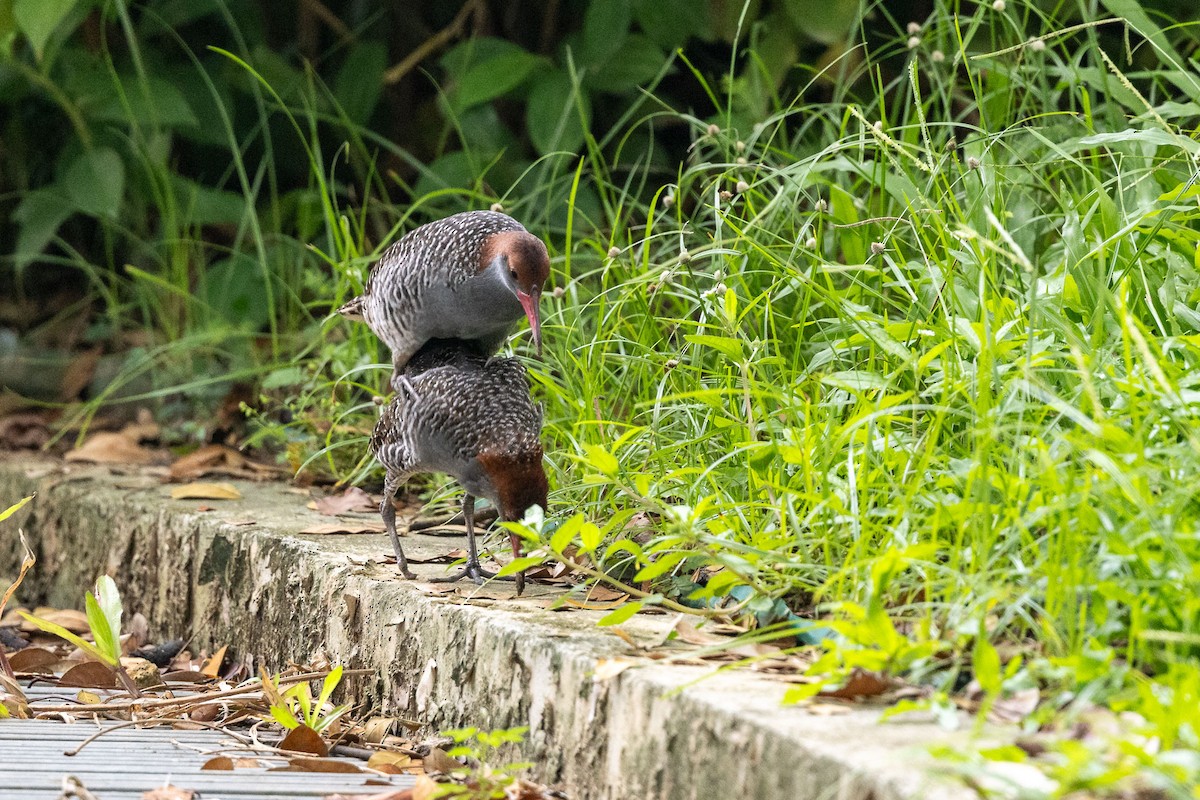 Slaty-breasted Rail - ML646772106