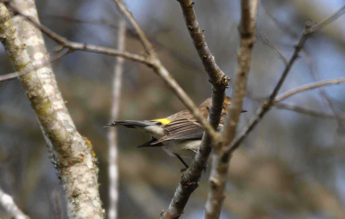Yellow-rumped Warbler - ML646772107