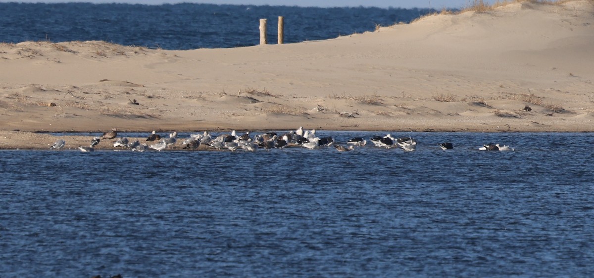 Gaviota Argéntea Americana - ML646772108