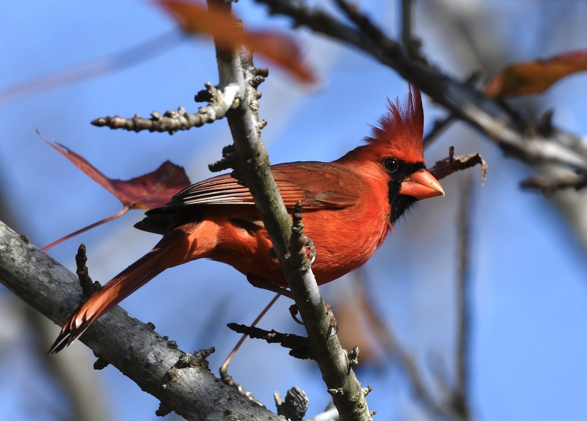 Northern Cardinal - ML646772112