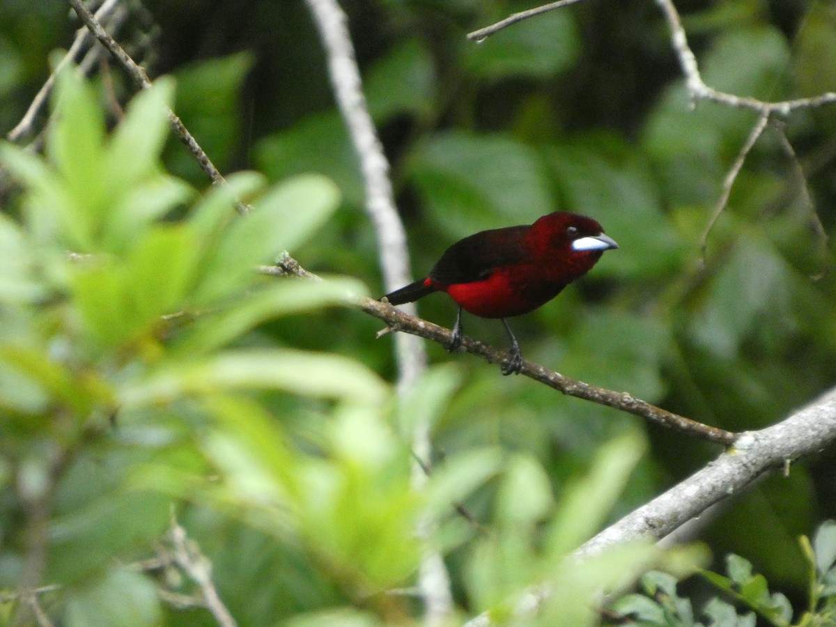 Black-bellied Tanager - ML646772113