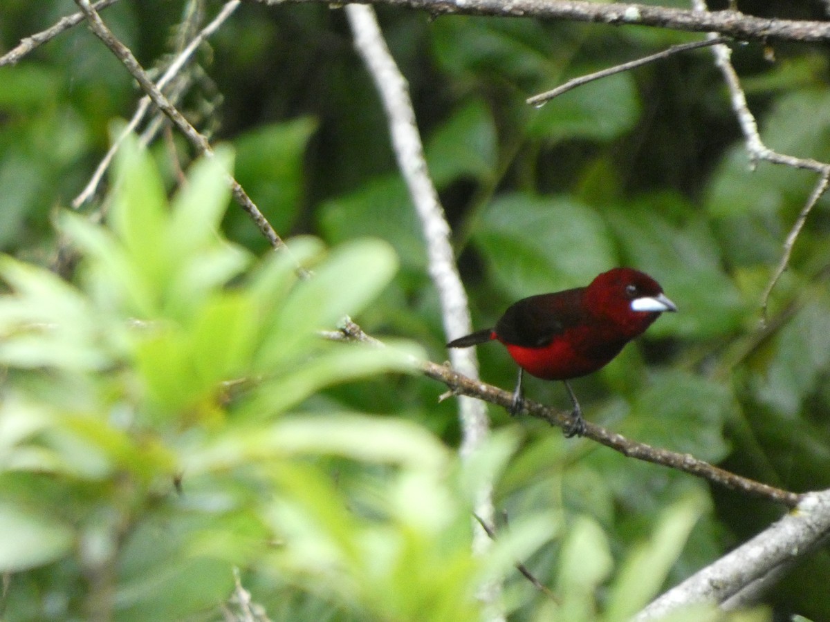 Black-bellied Tanager - ML646772114
