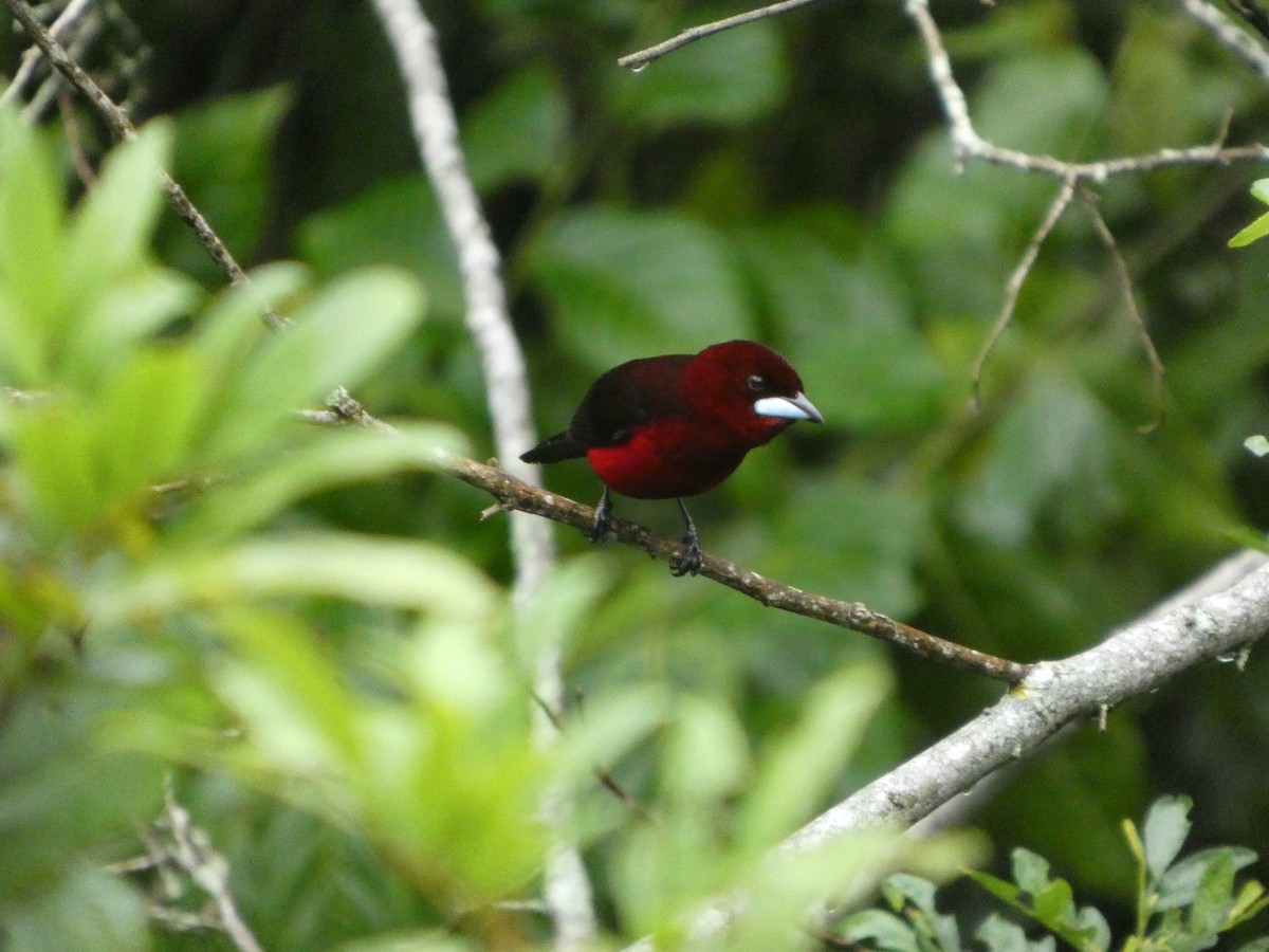 Black-bellied Tanager - ML646772115