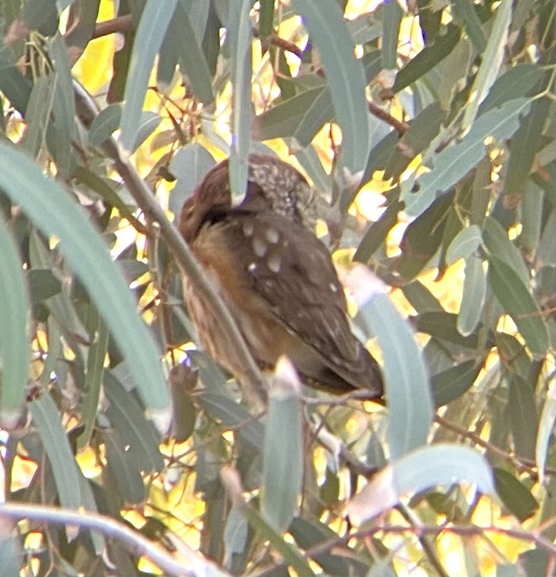 Northern Saw-whet Owl - ML646772116