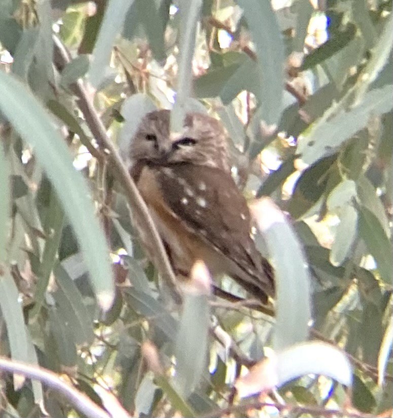 Northern Saw-whet Owl - ML646772118