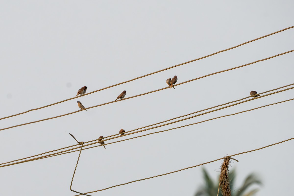 Чешуйчатая муния - ML646772119