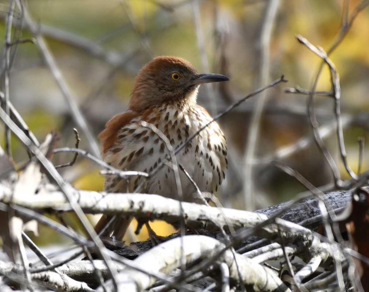 Brown Thrasher - ML646772120