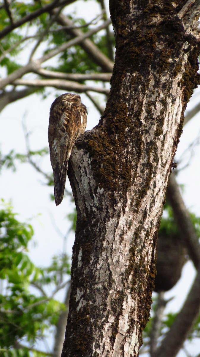 Klagetagschläfer - ML646772121