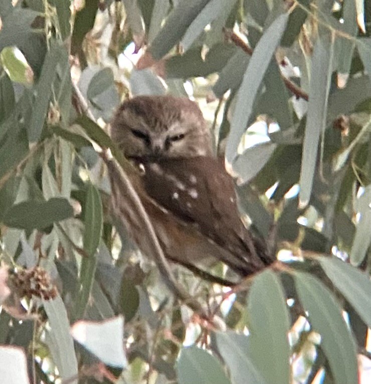 Northern Saw-whet Owl - ML646772122