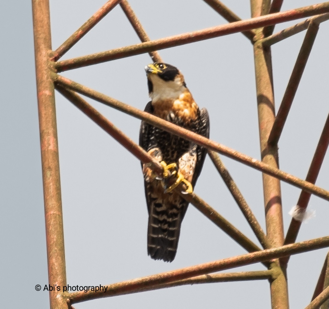 Orange-breasted Falcon - ML646772124