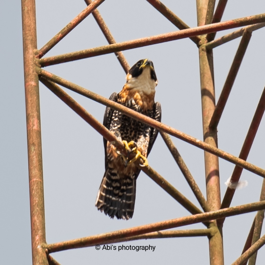 Orange-breasted Falcon - ML646772125
